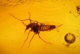 Four Detailed Fossil Flies (Diptera) And A Leaf In Baltic Amber #183558-2